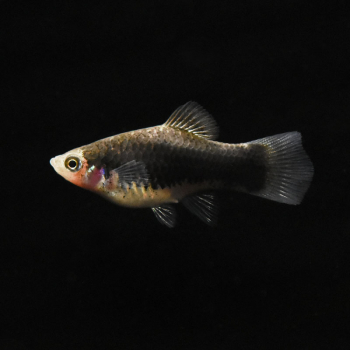 Platy Schwarz, Xiphophorus maculatus var. black